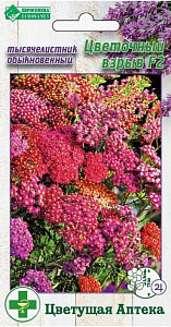 Ахиллея (тысячелистник)_Цветочный Взрыв_7_шт._Евросемена