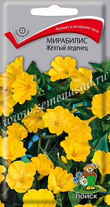 Мирабилис_Желтый Леденец_1_г._Поиск