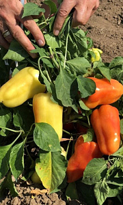 Перец_Злата_20_шт._Уральский Дачник