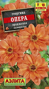 Георгин_Опера оранжевая_7_шт._Аэлита