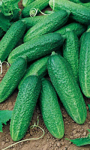 Огурец_Изящный (корнишон) (банка)_10_шт._Уральский Дачник