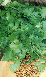 Кориандр (кинза)_Бородинское Поле_2_г._Уральский Дачник