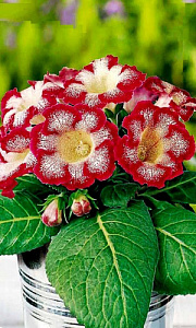 Глоксиния_Императрица F1 Красный Леопард_5_шт._Уральский Дачник