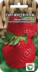 Земляника_Гигантелла (кл)_10_шт._Сибирский Сад