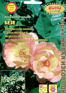 Роза_Безе (колючейшая)_0,2_г._Аэлита Э