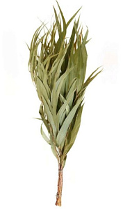 Веник ЭВКАЛИПТОВЫЙ