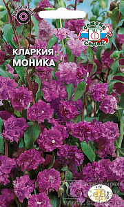 Кларкия_Моника_0,2_г._Седек