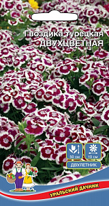 Гвоздика_Двухцветная (турецкая)_0,1_г._Уральский Дачник