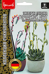 Эхеверия (толстянка)_Городской Дуэт (Peacockii Yellow, Orange) б/ф_3_шт._Григорьев