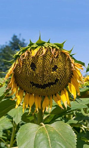 Подсолнечник_Диво Дивное_5_г._Уральский Дачник