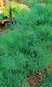 Укроп_Спартак_2_г._Уральский Дачник