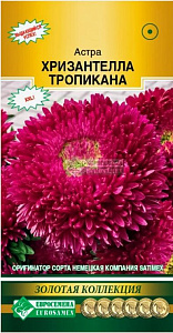 Астра_Хризантелла Тропикана (Золотая Коллекция)_5_шт._Евросемена
