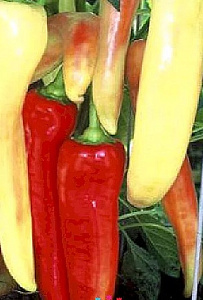 Перец_Бивни мамонта F1_20_шт._Уральский Дачник