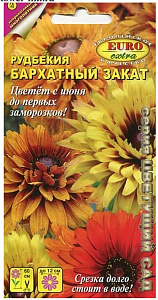 Рудбекия_Бархатный закат см_0_г._Аэлита Э