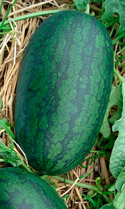 Дыня_Уральский Скороспел F1_6_шт._Уральский Дачник