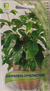 Шеффлера_Лучелистная_5_шт._Поиск