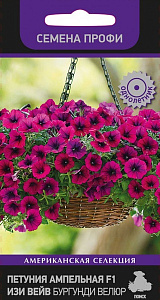 Петуния_Изи Вейв F1 Бургунди Велюр (амп) (Америка)_5_шт._Поиск