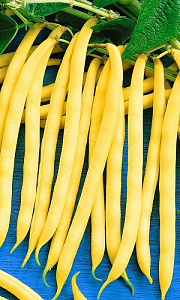 Фасоль_Масляный король (куст спарж желт)_10_шт._Уральский Дачник