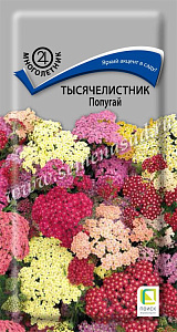 Ахиллея (тысячелистник)_Попугай см_10_шт._Поиск