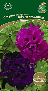 Петуния_Первая красавица см (махр)_10_шт._Поиск