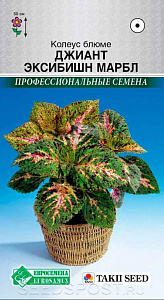 Колеус_Джиант Эксибишн Марбл (Профессиональные семена)_0,04_шт._ЕВРОСЕМЕНА