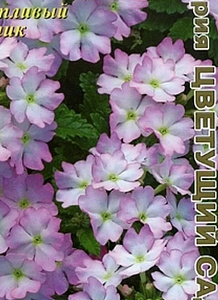 Вербена_Эйрена_0_г._Аэлита Э