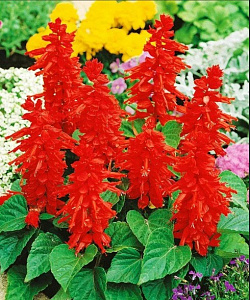 Сальвия (шалфей)_Красная флейта_0,2_г._Акварель