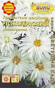 Хризантема_Русская красавица махр_0_г._Аэлита Э