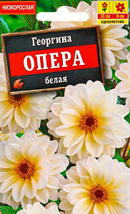Георгин_Опера белая_15_шт._Акварель