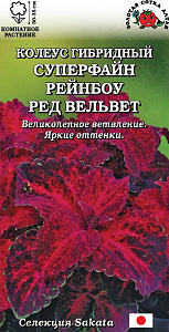 Колеус_Суперфайн Рейнбоу Ред Вельвет_10_шт._Золотая Сотка Алтая
