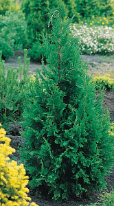 Кипарисовик_Граф_0,1_г._Аэлита Э