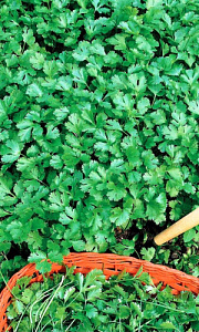 Кориандр (кинза)_Здоровяк_2_г._Уральский Дачник