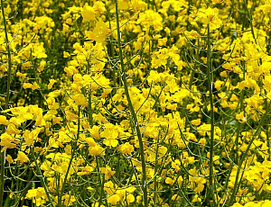 Рапс ( вес.) кг