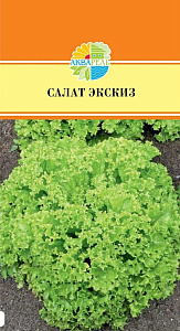 Салат_Экскиз_10_шт._Акварель