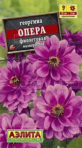 Георгин_Опера фиолетовая_7_шт._Аэлита