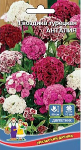 Ксерантемум_Перламутровый букет см_0,1_г._Гавриш