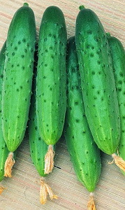 Огурец_Ваше Благородие F1 б/ф_10_шт._Уральский Дачник