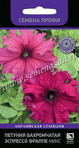 Петуния_Эспрессо Фраппе микс (бахромчатая)_10_шт._Поиск