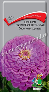 Цинния_Фиолетовая Королева_0,4_г._Поиск