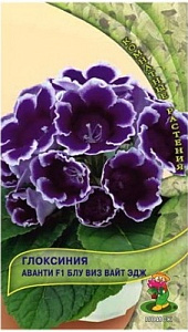 Глоксиния_Аванти Блу виз вайт эдж F1_5_шт._Поиск