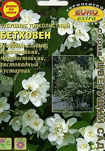 Чубушник (жасмин)_Бетховен тонколистный_0_г._Аэлита Э