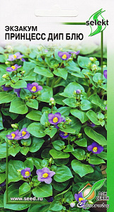 Экзакум (персидская фиалка)_Принцесс Дип Блю_5_шт._Дом Семян С-П