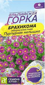Брахикома_Пурпурная Малышка (Альпийская горка)_0,05_г._Семена Алтая