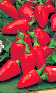 Перец_Малютка_12_шт._Уральский Дачник