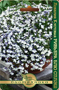 Лобелия_Ривьера Блю Сплаш_10_шт._Акварель