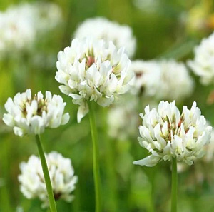 Клевер белый (Ривендел) ( вес.) кг