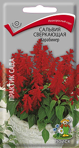 Сальвия_Карабинер_0,1_шт._Поиск