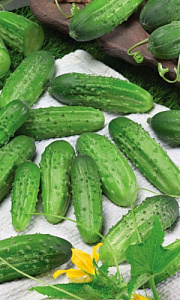 Огурец_Брюнет F1_10_шт._Уральский Дачник