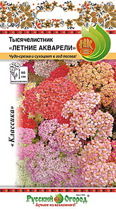 Ахиллея (тысячелистник)_Летние акварели см_0_г._НК