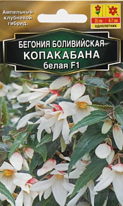 Бегония_Копакабана Белая F1 (боливийская ампельная) б/ф_3_шт._Григорьев
